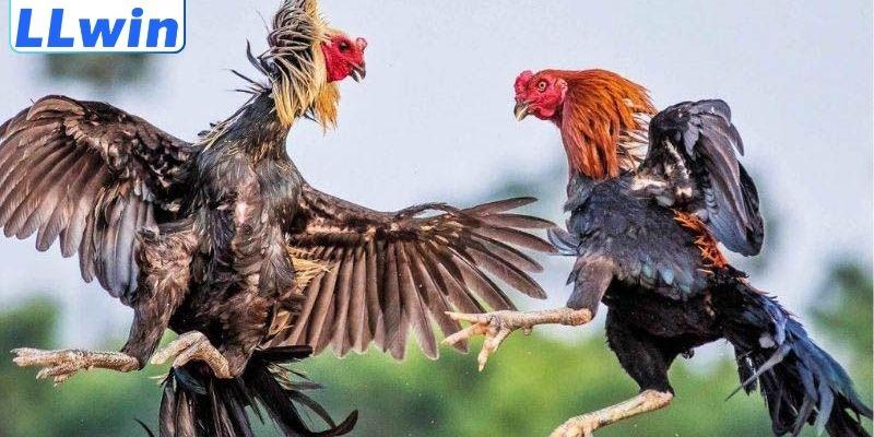Kèo Đá Gà Là Gì - Bí Quyết Chơi Hiệu Quả Cho Hội Viên LLWIN 2 Khái quát sơ lược về kèo đá gà là gì