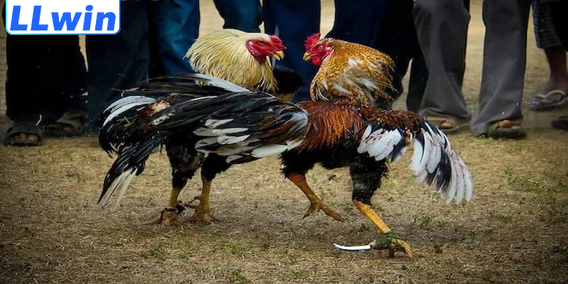 Kèo Trên Kèo Dưới Đá Gà – Cách Hiểu Đúng & Phân Tích Hiệu Quả 3 Hướng dẫn phân tích kèo đá gà trên LLwin